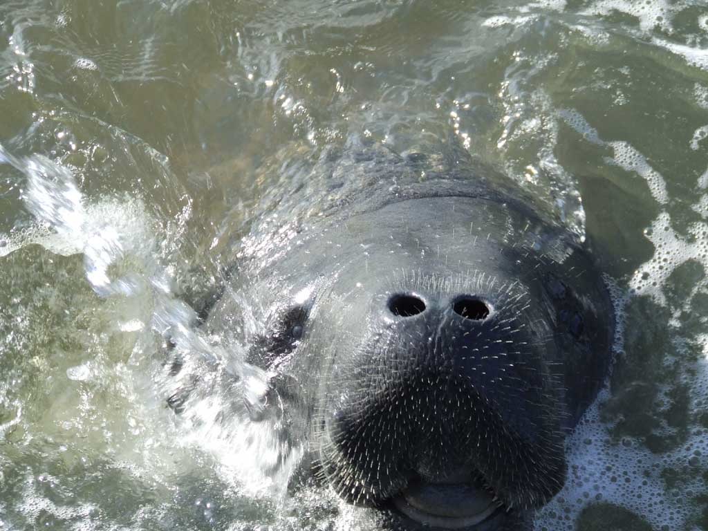 manatee